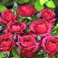 Rosiers floribunda Hot Cocoa®, C5 interface.image 1 interface.art 5509
