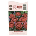 Rosiers floribunda Hot Cocoa®, C5 interface.image 5 interface.art 5509