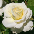 Rosiers floribunda Kronprinsesse Mary ®, С5 interface.image 1 interface.art 4970