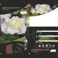 Rosiers floribunda Kronprinsesse Mary ®, С5 interface.image 2 interface.art 4970