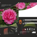 Rosiers floribunda Leonardo da Vinci®, C3 interface.image 3 interface.art 4553
