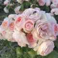 Rosiers floribunda Miss.Granger® interface.image 2 interface.art 6191