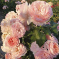 Rosiers floribunda Miss.Granger® interface.image 3 interface.art 6191