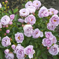 Rosiers floribunda Nautica®, C5 interface.image 1 interface.art 6150