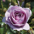 Rosiers floribunda Nautica®, C5 interface.image 2 interface.art 6150