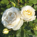 Rosiers floribunda Pearl Vaza®, C3 interface.image 1 interface.art 4977
