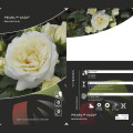 Rosiers floribunda Pearl Vaza®, C3 interface.image 2 interface.art 4977