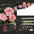 Rosiers floribunda Perfume Fashion®, C3 interface.image 2 interface.art 4978