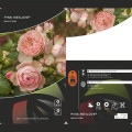 Rosiers floribunda Pink Meilove ®, С5 interface.image 2 interface.art 4554