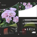 Rosiers floribunda Pink Ruf, С5 interface.image 2 interface.art 6177