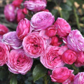 Rosiers floribunda Pink Vaza®, C3 interface.image 1 interface.art 5004