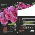 Rosiers floribunda Pink Vaza®, C3 interface.image 2 interface.art 5004