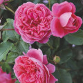 Rosiers floribunda Raspberry ™, С3 interface.image 2 interface.art 6178