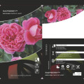 Rosiers floribunda Raspberry ™, С3 interface.image 3 interface.art 6178