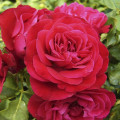 Rosiers floribunda Red Meilove ®, С3 interface.image 1 interface.art 4555