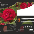 Rosiers floribunda Red Meilove ®, С3 interface.image 2 interface.art 4555