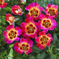 Rosiers floribunda Sunshine Babylon Eyes®, C5 interface.image 1 interface.art 5517