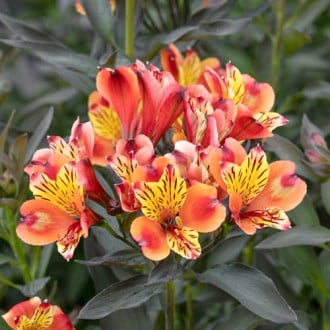 Alstroemeria Summer Breeze® Tessumbre, С2 interface.image 5