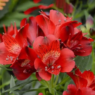 Alstroemeria Summer Pepper® Tessumpep, С2 interface.image 2