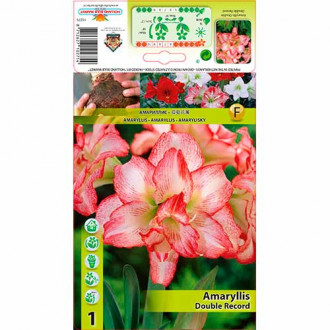 Amaryllis (Hippeastrum) Double Record interface.image 2