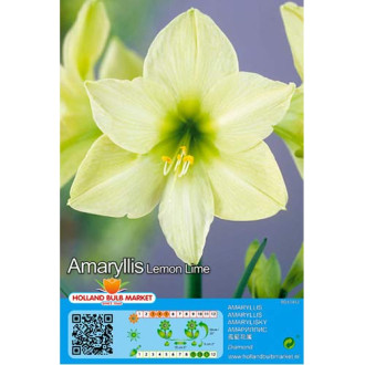 Amaryllis Lemon Lime interface.image 2