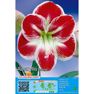Amaryllis Samba interface.image 3
