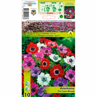 Anemone De Caen Mixed interface.image 6
