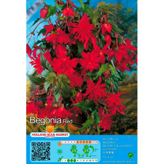Bégonia Red interface.image 9