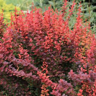 Berberis Thunberga Superba, P9 interface.image 2