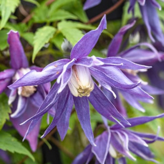 Clematis Blue Surprise, С2 interface.image 5