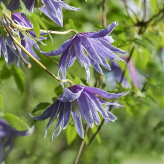 Clematis Cecile, С2 interface.image 6