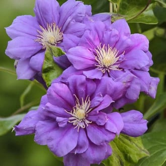 Clematis Krolowa Bona, С2 interface.image 3