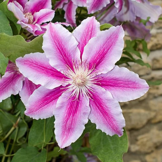 Clématite (Clématite) Bees Jubilee, C2 interface.image 8