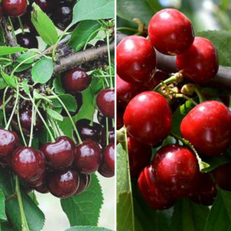 Coffret de conserves de fruits, 2 plants interface.image 3