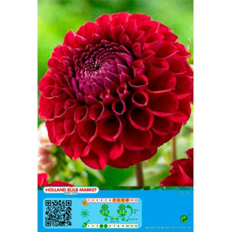 Dahlia Dark Spirit interface.image 8