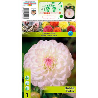 Dahlia Eveline interface.image 1