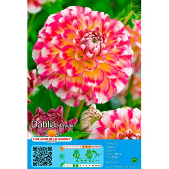 Dahlia Hawaii interface.image 2