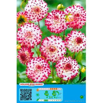 Dahlia Little Robert interface.image 4