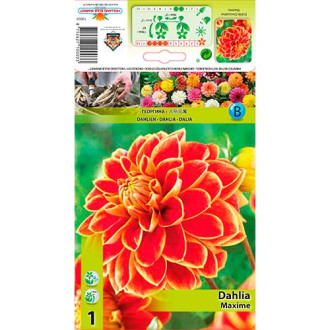 Dahlia Maxime interface.image 5