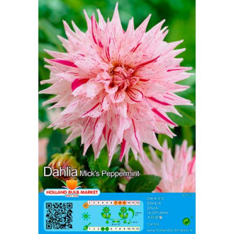 Dahlia Mick's Peppermint interface.image 6