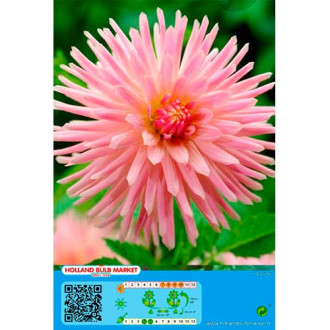 Dahlia Park Princess interface.image 1