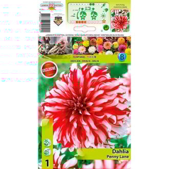 Dahlia Penny Lane interface.image 2