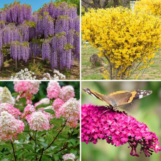 Ensemble d'arbustes d'ornement Jardin coloré, 4 plants interface.image 4