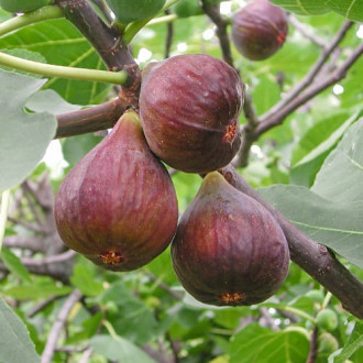 Figuier Morena, С2 interface.image 7