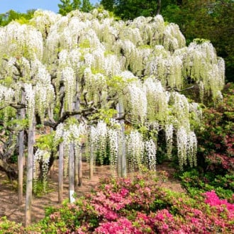 Glycine (Wisteria) Chine Alba, Р9 interface.image 4