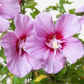 Hibiscus (Syriana syriaca) Maike, С2 interface.image 5