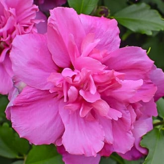 Hibiscus (Syriana syriaca) Sanchoyo, С2 interface.image 6
