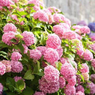 Hortensia de jardin Bouquet Rose, P9 interface.image 1