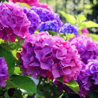 Hortensia de jardin Hambourg, P9 interface.image 6