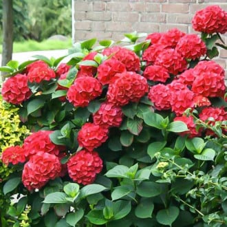 Hortensia de jardin Red Miss Hepburn, P9 interface.image 1